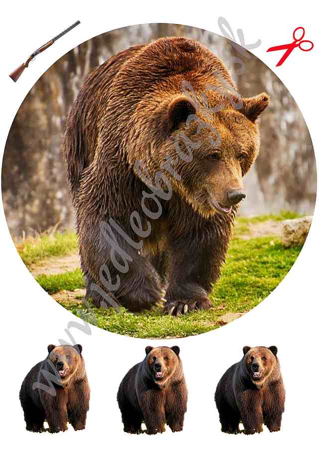 Medvěd 